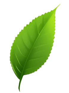 leaf