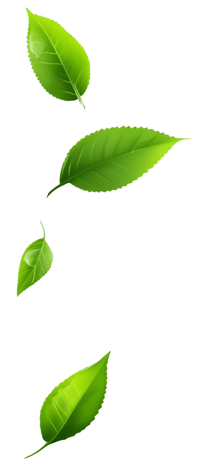 leaf