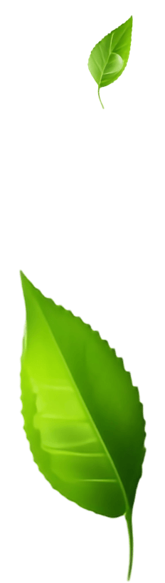 leaf